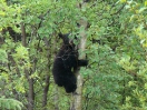 52-juli-Black Bear cub-Hwy 37-Cassiar Highway